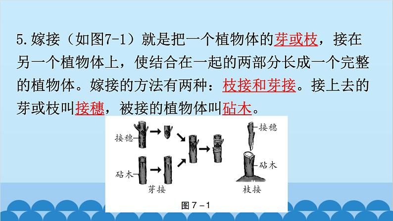 2024年中考生物复习 第七单元 生物圈中生命的延续和发展课件04