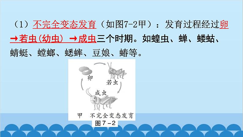 2024年中考生物复习 第七单元 生物圈中生命的延续和发展课件07