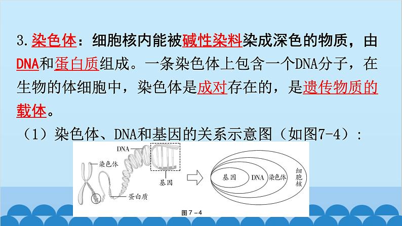 2024年中考生物复习 第七单元 生物圈中生命的延续和发展课件06