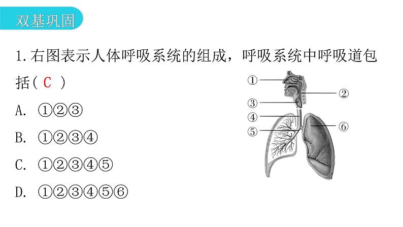 人教版七年级生物下册第三章第一节呼吸道对空气的处理作业课件第3页