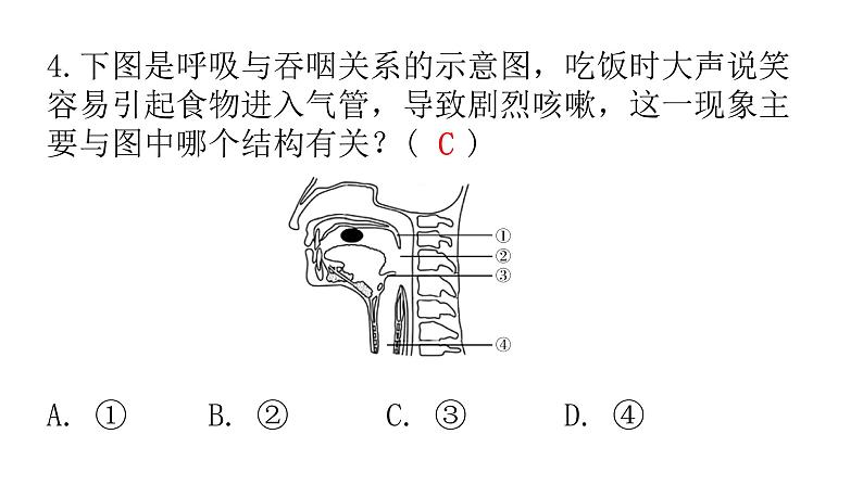 人教版七年级生物下册第三章第一节呼吸道对空气的处理作业课件第6页