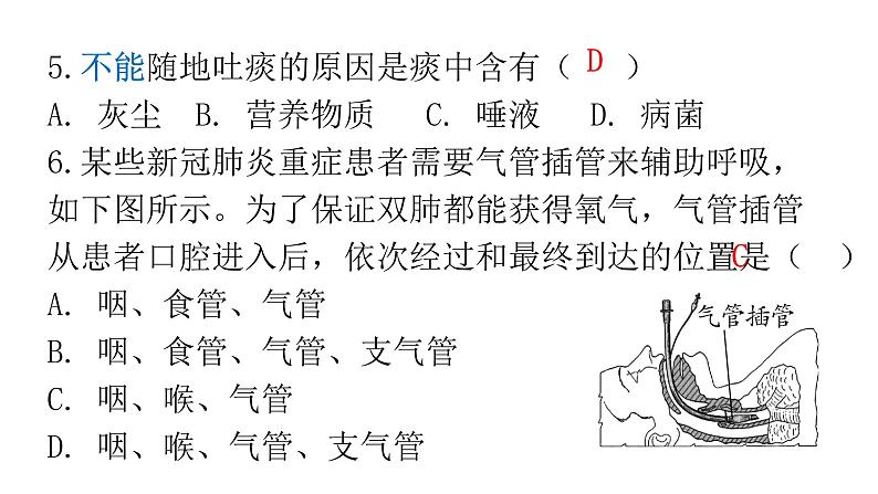 人教版七年级生物下册第三章第一节呼吸道对空气的处理作业课件第7页