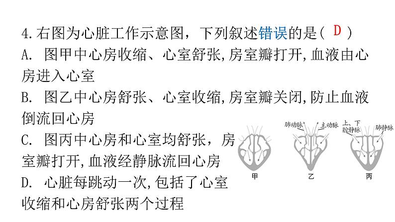 人教版七年级生物下册第四章第三节输送血液的泵——心脏作业课件07