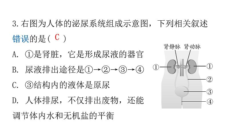 人教版七年级生物下册第五章人体内废物的排出作业课件06