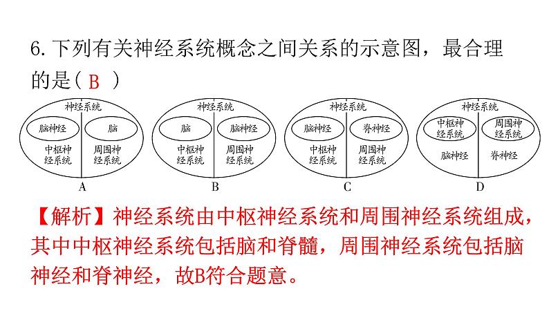 人教版七年级生物下册第六章第二节神经系统的组成作业课件08