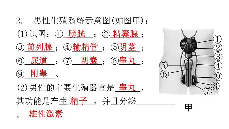 人教版七年级生物下册第一章第二节人的生殖课件第6页