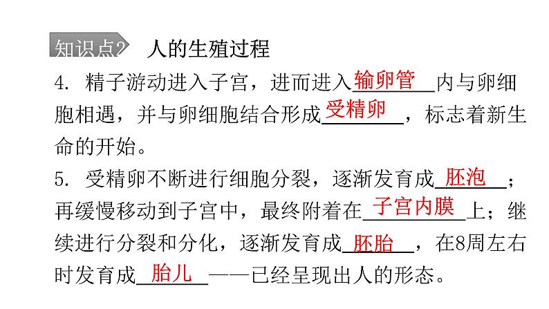 人教版七年级生物下册第一章第二节人的生殖课件第8页