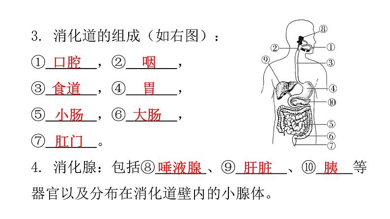 人教版七年级生物下册第二章第二节消化和吸收课件06