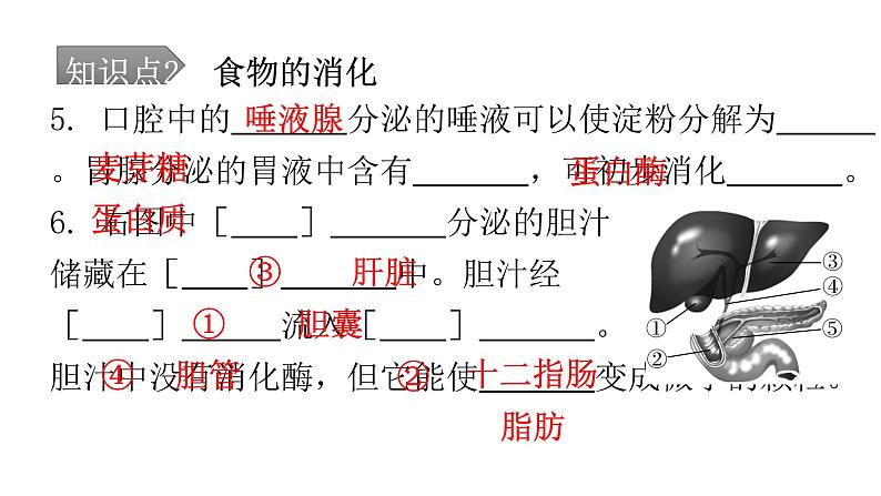 人教版七年级生物下册第二章第二节消化和吸收课件07