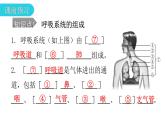 人教版七年级生物下册第三章第一节呼吸道对空气的处理课件