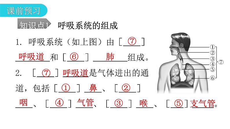 人教版七年级生物下册第三章第一节呼吸道对空气的处理课件第5页