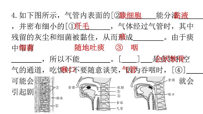 人教版七年级生物下册第三章第一节呼吸道对空气的处理课件第7页