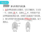 人教版七年级生物下册第三章第二节发生在肺内的气体交换课件