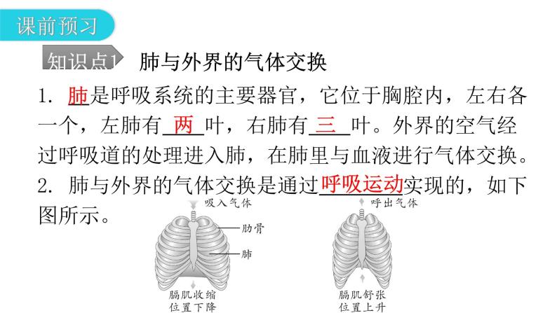 人教版七年级生物下册第三章第二节发生在肺内的气体交换课件05