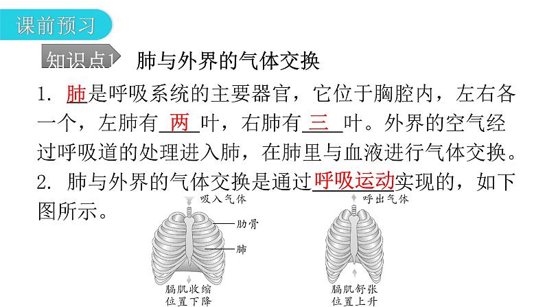 人教版七年级生物下册第三章第二节发生在肺内的气体交换课件第5页