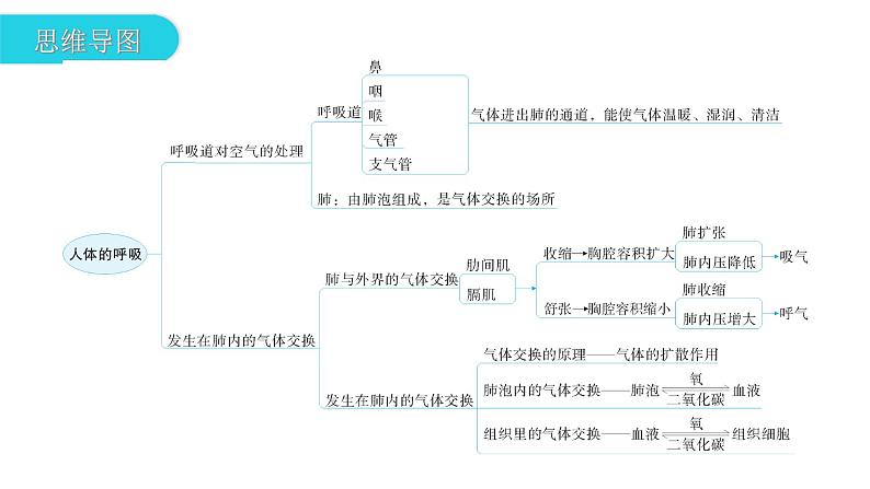 人教版七年级生物下册第三章章末总结课件03