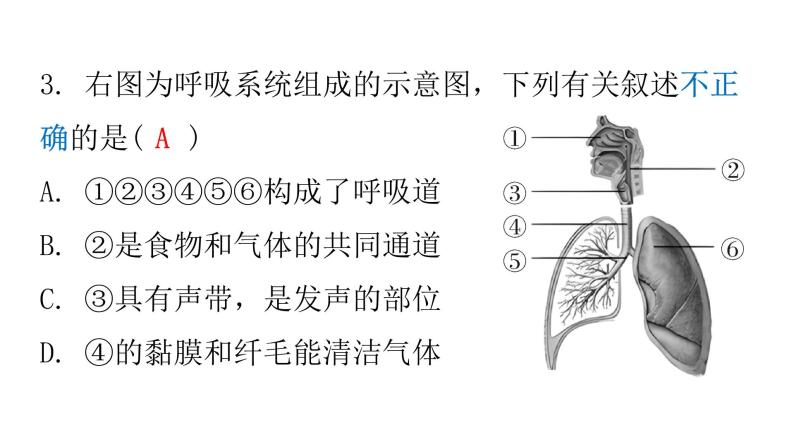 人教版七年级生物下册第三章章末总结课件06