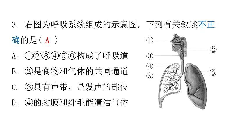 人教版七年级生物下册第三章章末总结课件06