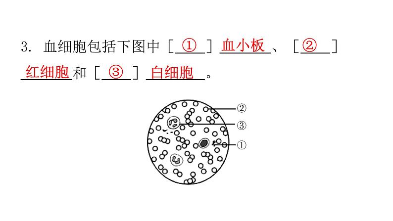 人教版七年级生物下册第四章第一节流动的组织——血液课件07