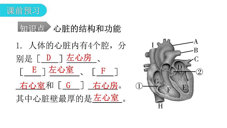 人教版七年级生物下册第四章第三节输送血液的泵——心脏课件第5页