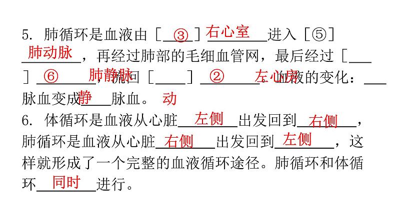 人教版七年级生物下册第四章第三节输送血液的泵——心脏课件第8页