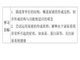 人教版七年级生物下册第五章人体内废物的排出课件