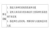 人教版七年级生物下册第六章第二节神经系统的组成课件