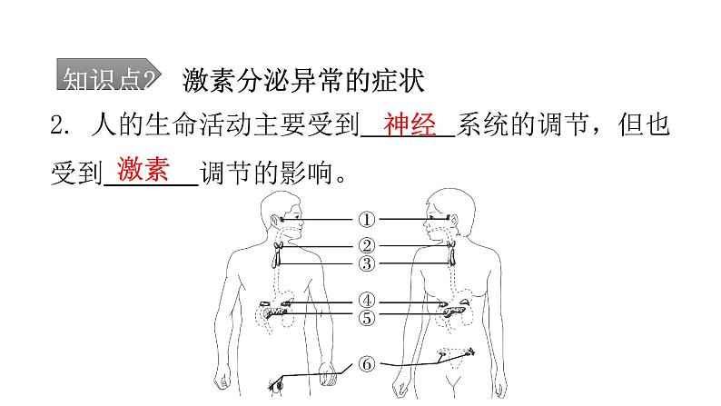 人教版七年级生物下册第六章第四节激素调节课件第7页