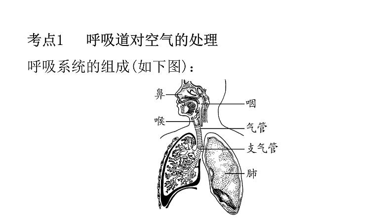 人教版七年级生物下册第三章人的呼吸练习课件02