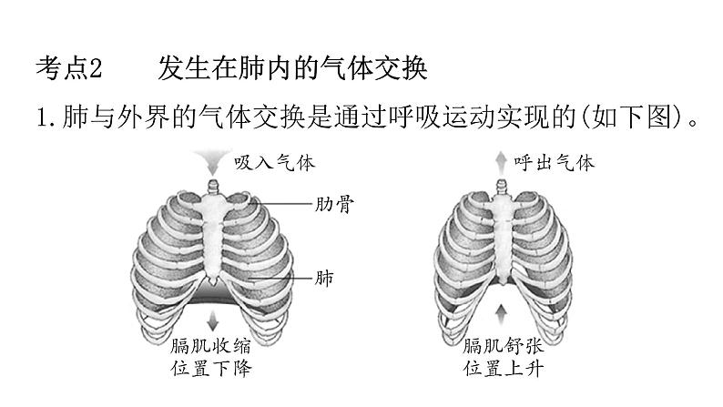 人教版七年级生物下册第三章人的呼吸练习课件04