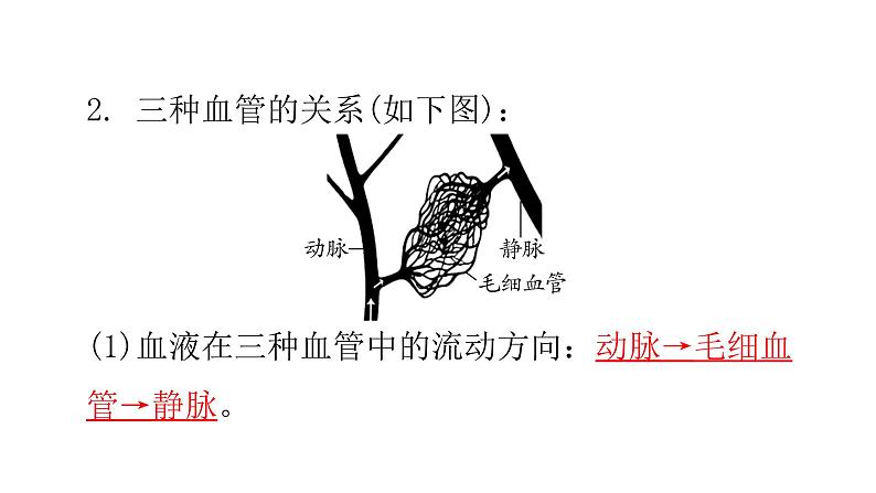 人教版七年级生物下册第四章人体内物质的运输练习课件07