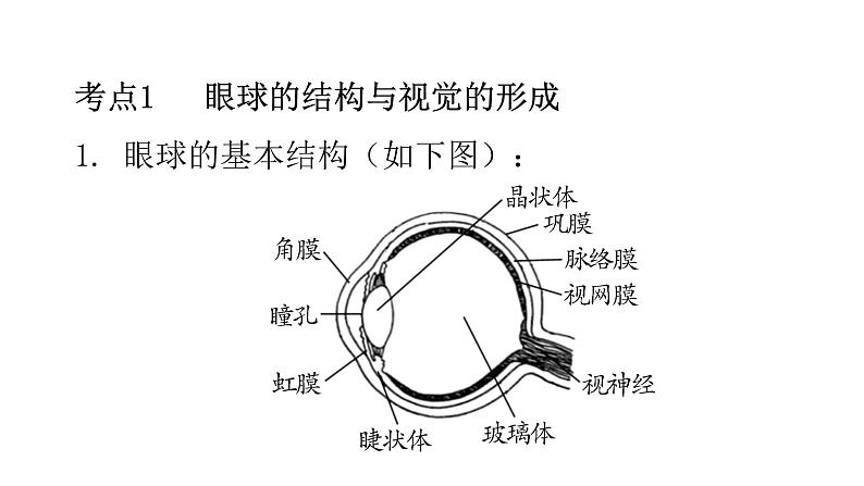 人教版七年级生物下册第六章人体生命活动的调节练习课件02