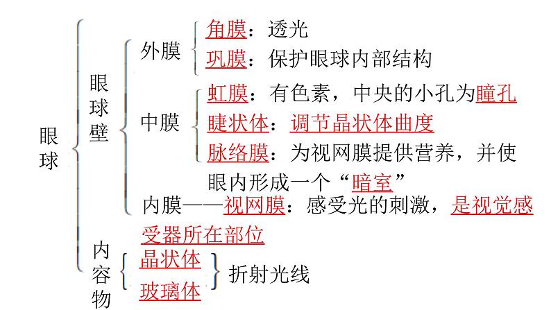 人教版七年级生物下册第六章人体生命活动的调节练习课件03