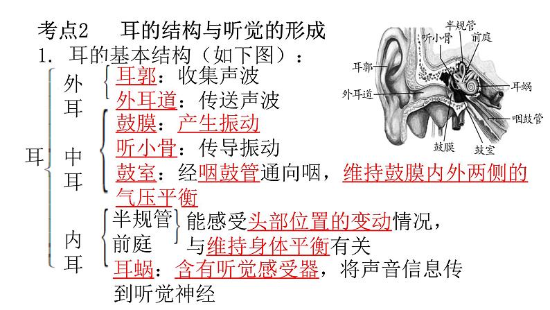 人教版七年级生物下册第六章人体生命活动的调节练习课件06