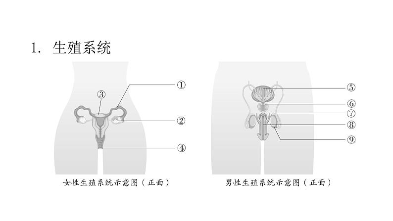 人教版七年级生物下册第一章人的由来课件02