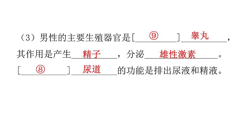 人教版七年级生物下册第一章人的由来课件04