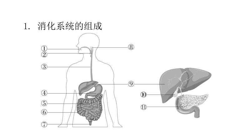 人教版七年级生物下册第二章人体的营养课件02