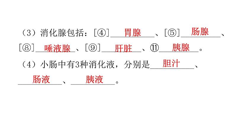 人教版七年级生物下册第二章人体的营养课件04