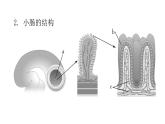 人教版七年级生物下册第二章人体的营养课件