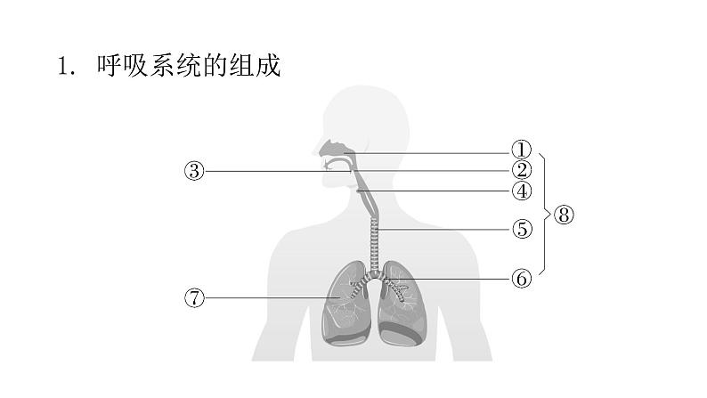 人教版七年级生物下册第三章人体的呼吸课件02