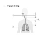 人教版七年级生物下册第三章人体的呼吸课件