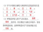 人教版七年级生物下册第三章人体的呼吸课件