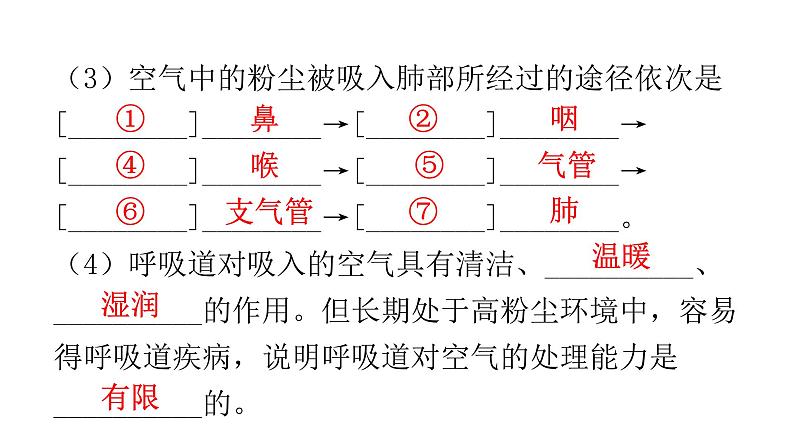 人教版七年级生物下册第三章人体的呼吸课件04