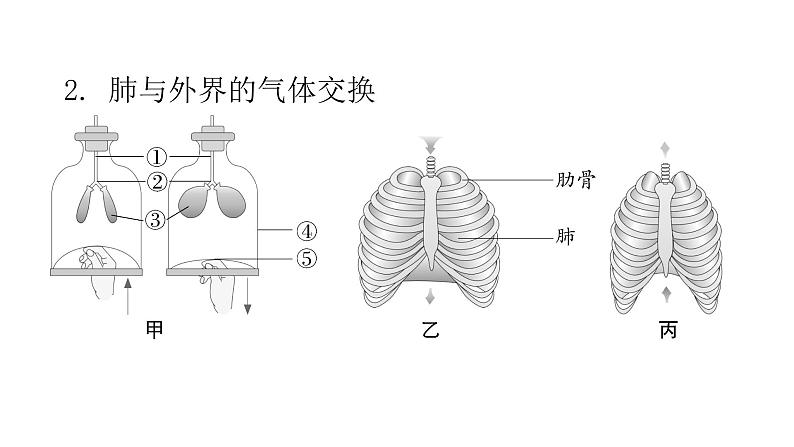 人教版七年级生物下册第三章人体的呼吸课件05