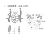 人教版七年级生物下册第四章人体内物质的运输课件