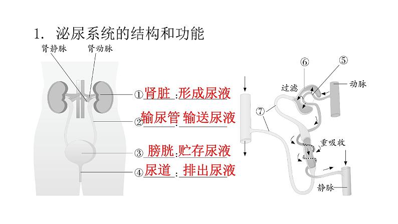 人教版七年级生物下册第五章人体内废物的排出课件02