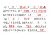 人教版七年级生物下册第五章人体内废物的排出课件