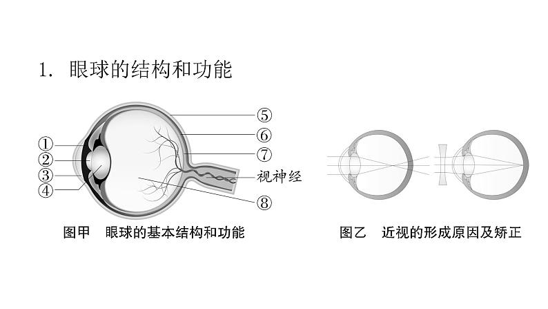 人教版七年级生物下册第六章人体生命活动的调节课件02