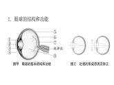 人教版七年级生物下册第六章人体生命活动的调节课件