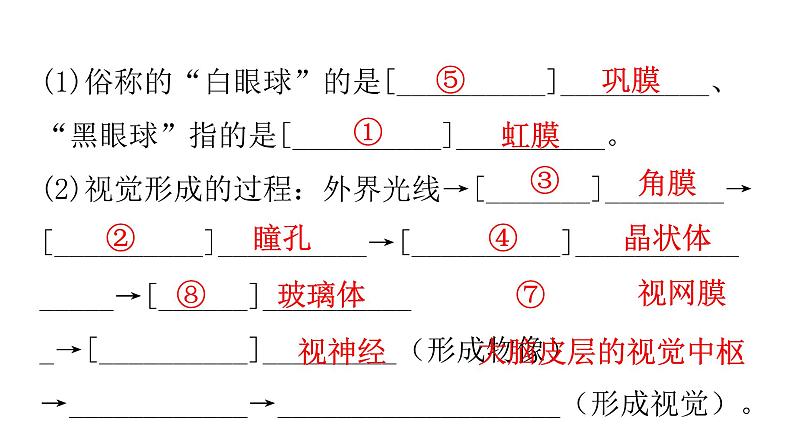 人教版七年级生物下册第六章人体生命活动的调节课件03